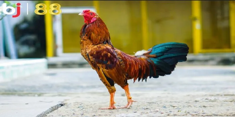 Cách chăm gà đá tới pin