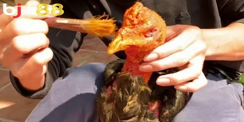 Gợi ý các công thức om bóp gà mà sư kê thường sử dụng